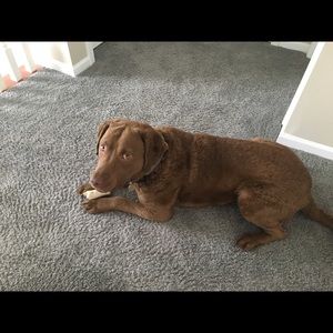 Meet your Posher, Betsy